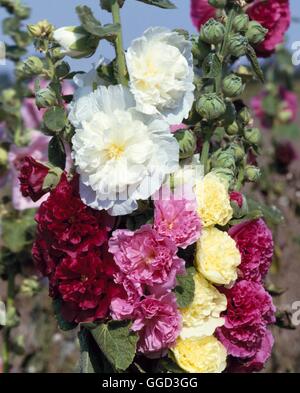 Hollyhock - Chaters Gruppo doppia (Alcea rosea) ANN025955 Foto Stock