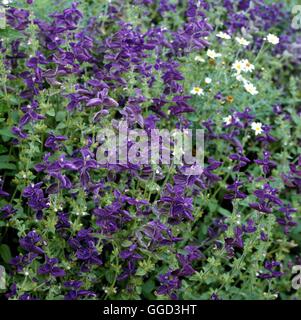 La Salvia viridis - Clary ANN038451 Foto Stock