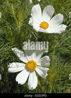 Cosmos bipinnatus - 'Sonata' ANN063093 Foto Stock