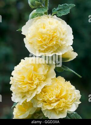 Hollyhock - Carta del gruppo doppia - Giallo (Alcea rosea) ANN091157 /foto Foto Stock