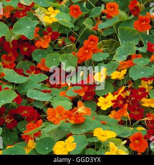 Nasturtium nanum - 'Whirlybird Mixed' ANN103996 Foto Stock