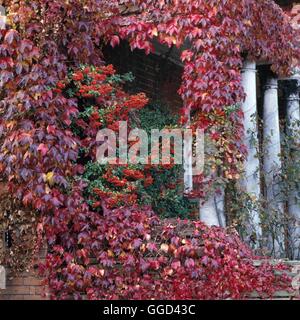 Autunno in giardino - con Parthenocissus e Pyracantha AUB052691 Foto Stock