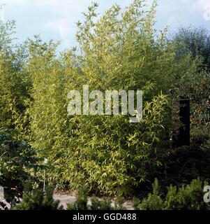 Phyllostachys aurea AGM BAM105304 Foto Stock