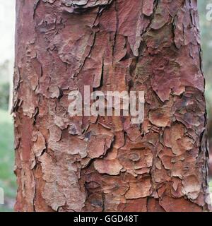 Corteccia - di Acer griseum AGM BAR087918 Foto Stock