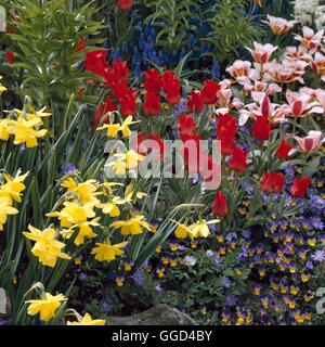 La lampadina in giardino - con Narciso tulipani Muscari Anemone e violette- - (si prega di credito: Foto Hort/ Mainau Giardini Germania). R Foto Stock