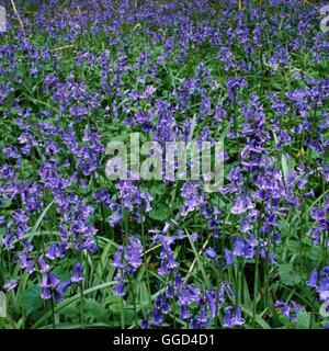 Hyacinthoides non scripta - (Syns: Endimione non scriptus Scilla non scripta S. nutans) Bluebell BUL Compuls003196 Foto Stock