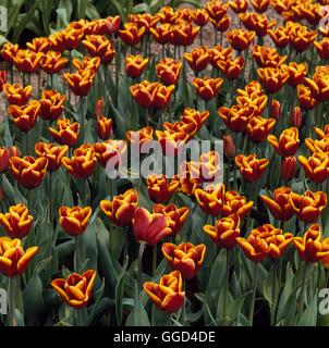 Tulipa - "Abu Hassan' (Trionfo) BUL005789 Foto Stock