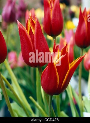 Tulipa - 'Aladdin' (Lily-Flowered) BUL008782 Foto Stock