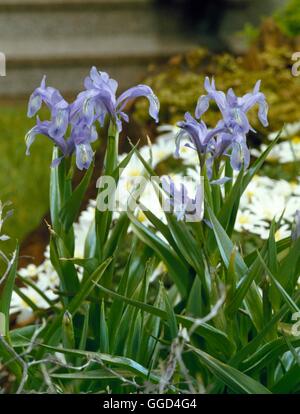 Iris graebneriana - (Giunone) BUL014165 Foto Stock