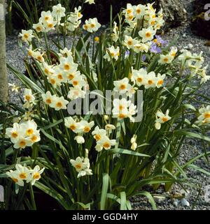 Narciso - 'Geranium' AGM (Tazetta) BUL019675 Foto Stock