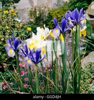 Iris xiphium - ibridi misti olandese Iris BUL020855 Foto Stock