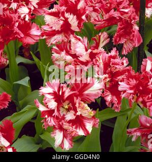 Tulipa - 'Estella Rijnveld' (Parrot) BUL035446 Foto Stock