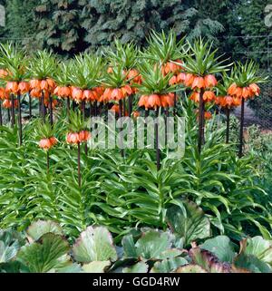 Fritillaria imperialis - Crown Imperial BUL044153 Foto Stock