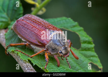 Comuni / cockchafer può bug (Melolontha melolontha) sulla lamina Foto Stock