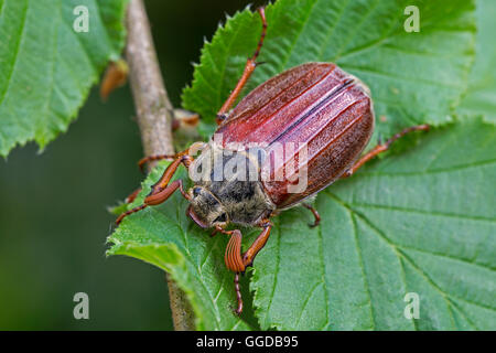 Comuni / cockchafer può bug (Melolontha melolontha) sulla lamina Foto Stock