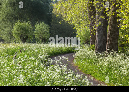 Mucca prezzemolo / cerfoglio selvatico (Anthriscus sylvestris) in fiore lungo il percorso in primavera Foto Stock