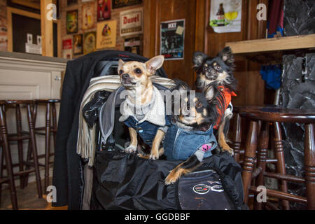 Tre graziosi Chihuahuas nel sacco indossando vestiti del cane in pub Foto Stock