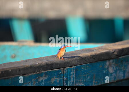 Malachite Kingfisher (Alcedo cristata) in Uganda Foto Stock