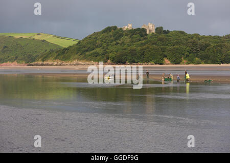 Un gruppo di pesci Pesci in Tywi (Towy) estuario tra Ferryside e Llansteffan Foto Stock