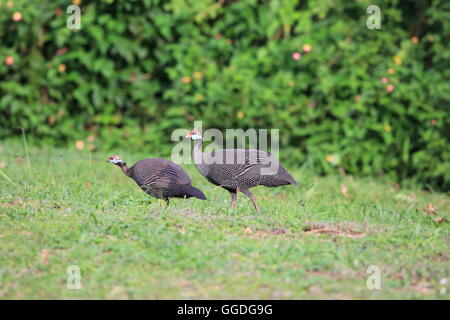 Helmeted faraone (Numida meleagris) in Uganda Foto Stock