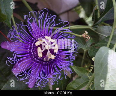 Un fiore di passione viola aperto nel giardino botanico Nature Coast Spring Hill, Florida. Foto Stock