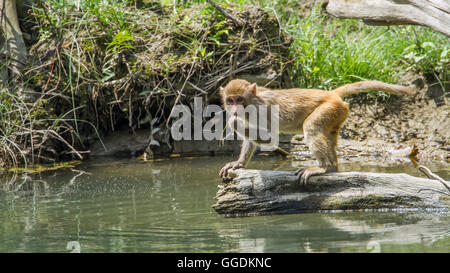 Macaco Rhesus Bardia national park, Nepal ; specie macaca mulatta famiglia dei Cercopithecidae Foto Stock