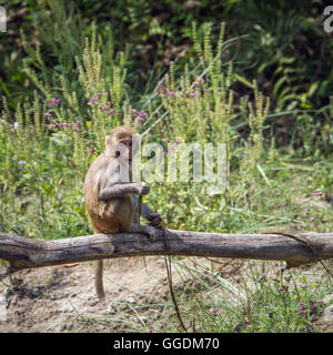 Macaco Rhesus Bardia national park, Nepal ; specie macaca mulatta famiglia dei Cercopithecidae Foto Stock