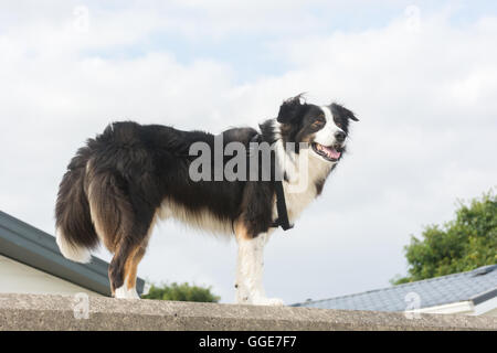 Il Border Collie è una rinomata razza di cane nel Regno Unito. Rinomato per la sua energia e intelligenza, molti lavorano in aziende agricole. Foto Stock