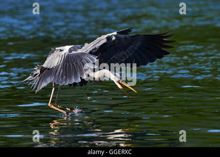 Heron vola con uno sfondo blu con alberi Foto Stock