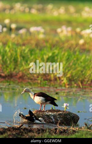 Una coppia di Radjah Shelducks (Tadorna tadornoides) svolge nei fondali bassi di Yellow Waters Billabong. Foto Stock