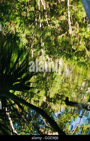 Palm a sbalzo e gomma alberi riflettono nelle acque di Barramundi Creek - o Maguk come è noto nei locali della lingua aborigena Foto Stock