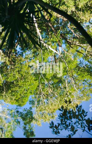 Palm a sbalzo e gomma alberi riflettono nelle acque di Barramundi Creek - o Maguk come è noto nei locali della lingua aborigena Foto Stock