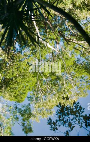 Palm a sbalzo e gomma alberi riflettono nelle acque di Barramundi Creek - o Maguk come è noto nei locali della lingua aborigena Foto Stock