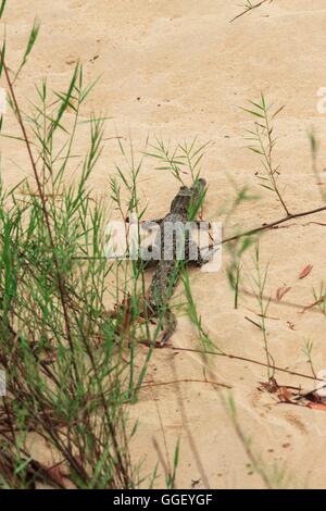 Un bambino di estuario coccodrillo sulla riva orientale del fiume di alligatore in Arnhemland, Parco Nazionale Kakadu, Territorio Settentrionale, Foto Stock