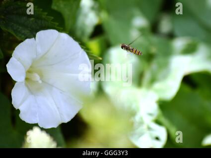 Bee attorno alla Terra su un fiore di primavera Foto Stock