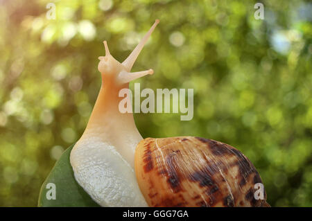 Lumaca achatina close-up Foto Stock