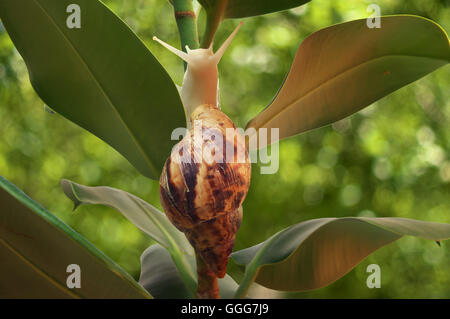 Lumaca achatina close-up Foto Stock