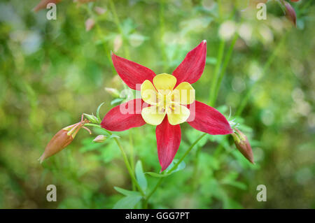 Bella rossa columbine fiore Foto Stock