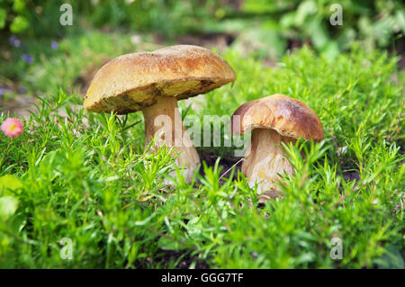 Calluna vulgaris (noto come Heather, ling, o semplicemente di erica e grandi funghi commestibili - CEP Foto Stock