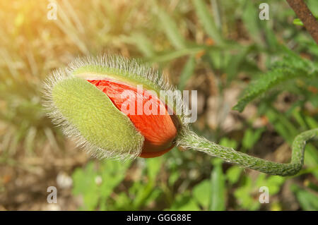 Bellissimo fiore di papavero bud Foto Stock