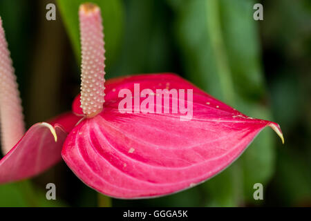 Fiori in colori beatuful chiudere fino a Singapore 2016 Foto Stock