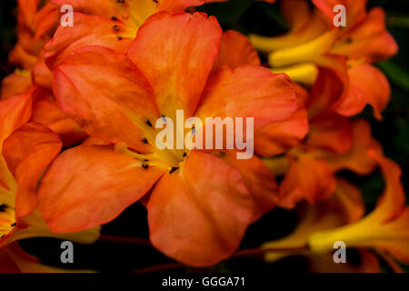 Fiori in colori beatuful chiudere fino a Singapore 2016 Foto Stock