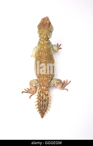 Spinosa principesca-tailed lizard (Uromastyx princeps) Foto Stock