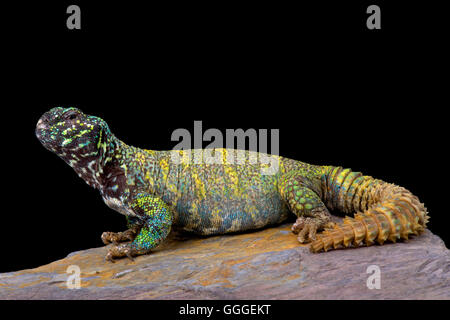 Spinosa ornati-tailed lizard (Uromastyx ornata ornata) Foto Stock