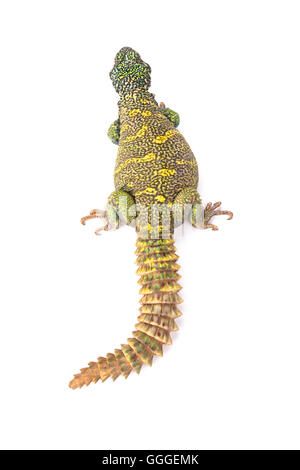 Spinosa ornati-tailed lizard (Uromastyx ornata ornata) Foto Stock