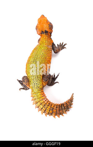 Nord Africana di Spinosa-tailed Lizard (Uromastyx acanthinura) Foto Stock