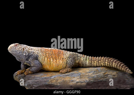 Spinosa iracheno-tailed lizard (Saara loricata) Foto Stock