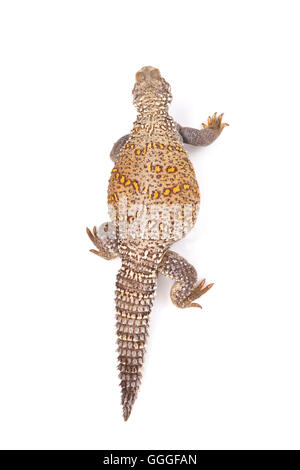 Spinosa iracheno-tailed lizard (Saara loricata) Foto Stock