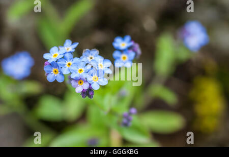 La botanica, dimenticare-me-non (Myosotis) in montagna in Alto Adige, Italia, Additional-Rights-Clearance-Info-Not-Available Foto Stock