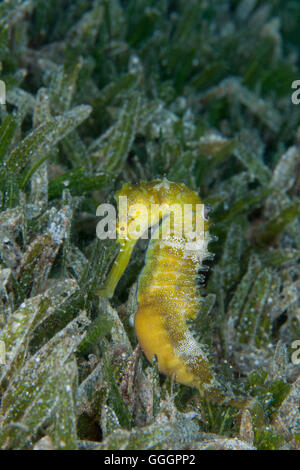 Spinosa Seahorse Hippocampus Jayakari Foto Stock